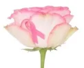 ribbon 3.webp