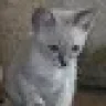 Catelanti