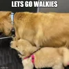 walkies.webp