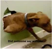 Dog1.webp