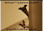 Dog House.webp