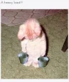 Catty2.webp