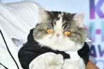 catinsuit.webp