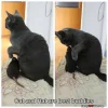 Cat_And_Rat_Are_Besties.webp