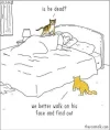 cat on face.webp