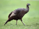 wild-turkeys.webp