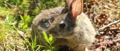 Conservation-New-England-Cottontail1.webp