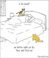 cat on face.webp