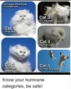 catagory cats.webp