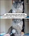 cat.webp