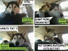 funny-dog-car-talking-food-fat.webp