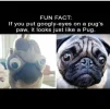 pug.webp