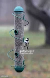 bird.webp