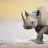 Wononrhino